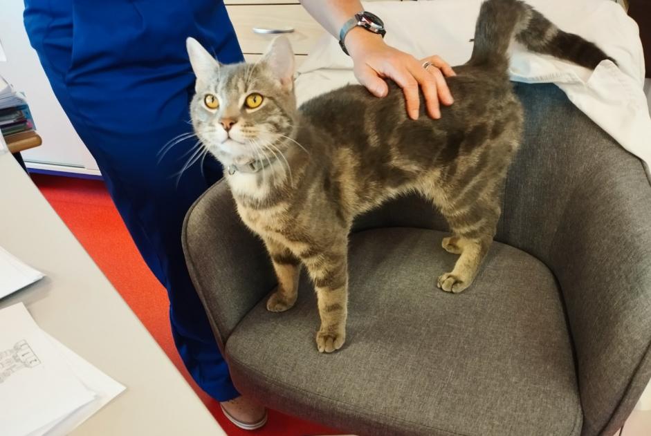 Fundmeldung Katze Männliche Livry-Gargan Frankreich Fundmeldung Katze Männliche Livry-Gargan Frankreich