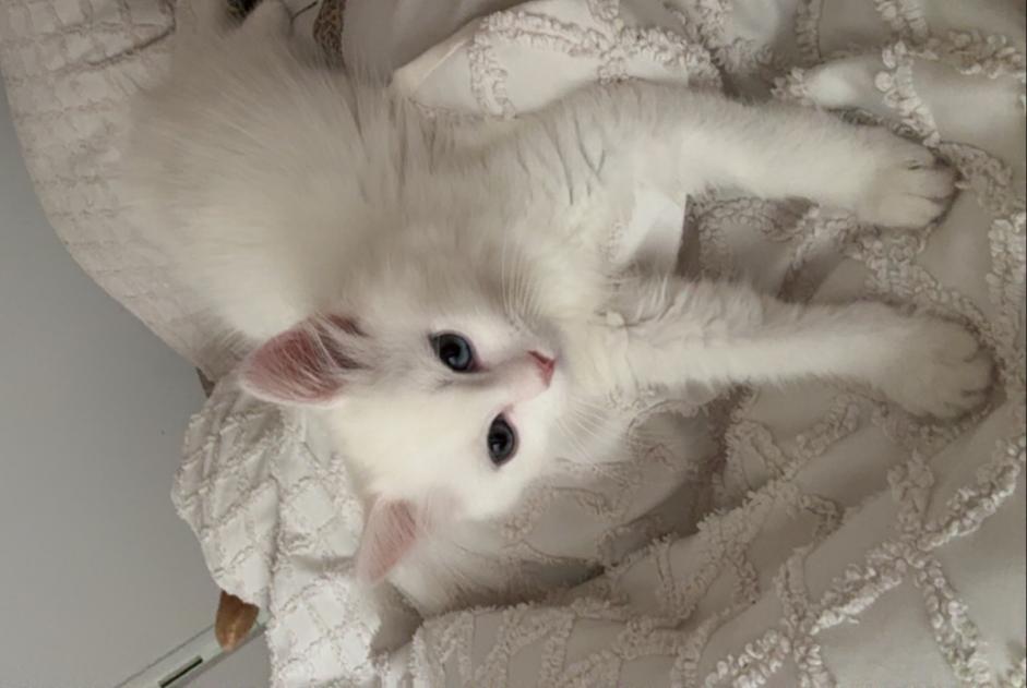 Vermisstmeldung Katze Männliche , 0 jahre Tremblay-en-France Frankreich Vermisstmeldung Katze Männliche , 0 jahre Tremblay-en-France Frankreich