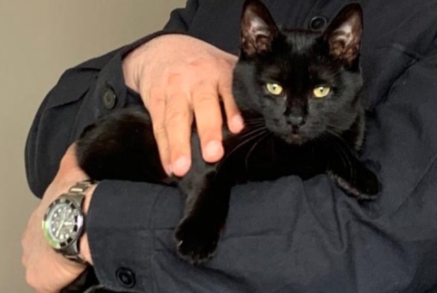 Vermisstmeldung Katze  Weiblich , 3 jahre Montreuil Frankreich