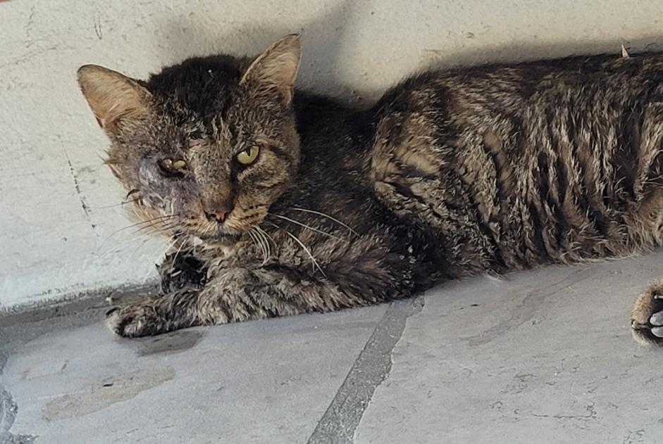 Fundmeldung Katze Unbekannt Les Pavillons-sous-Bois Frankreich