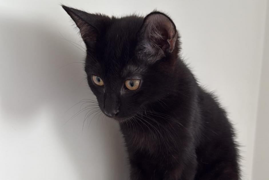 Fundmeldung Katze Männliche Aulnay-sous-Bois Frankreich