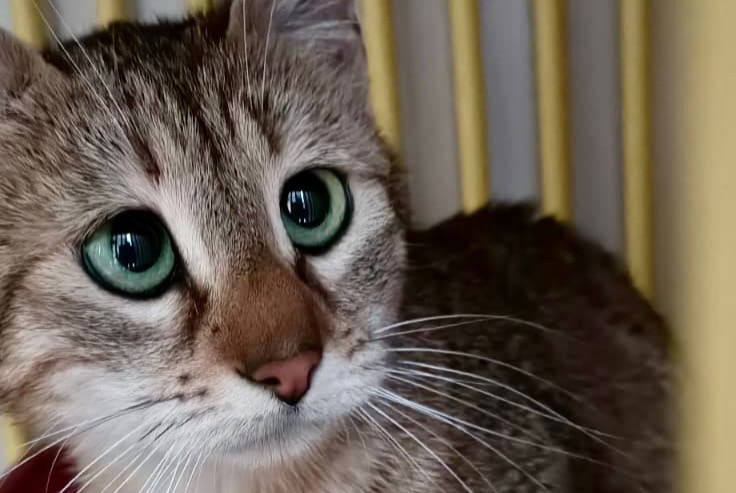 Disappearance alert Cat Female , 4 years Pantin France Disappearance alert Cat Female , 4 years Pantin France
