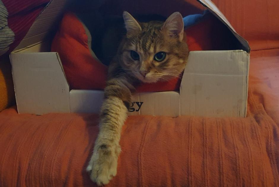 Disappearance alert Cat Female , 3 years Drancy France Disappearance alert Cat Female , 3 years Drancy France
