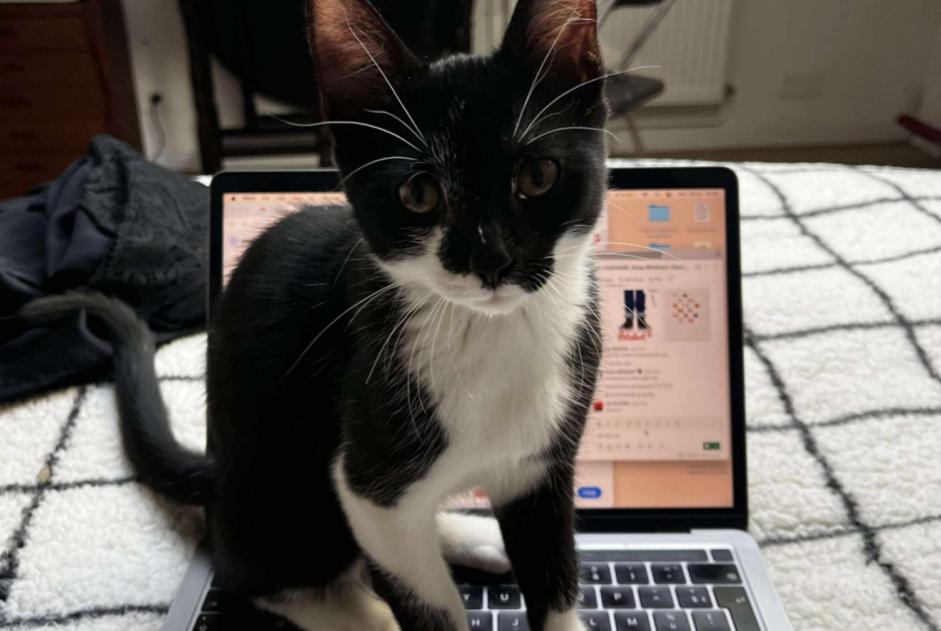 Discovery alert Cat Male Pantin France
