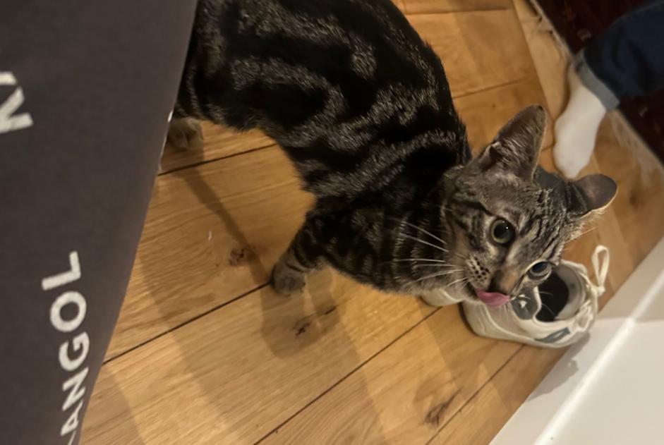 Discovery alert Cat Female Saint-Ouen-sur-Seine France
