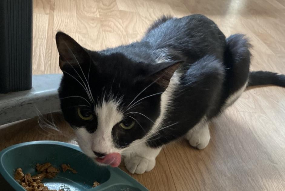 Discovery alert Cat Male , 1 year Aulnay-sous-Bois France Discovery alert Cat Male , 1 year Aulnay-sous-Bois France