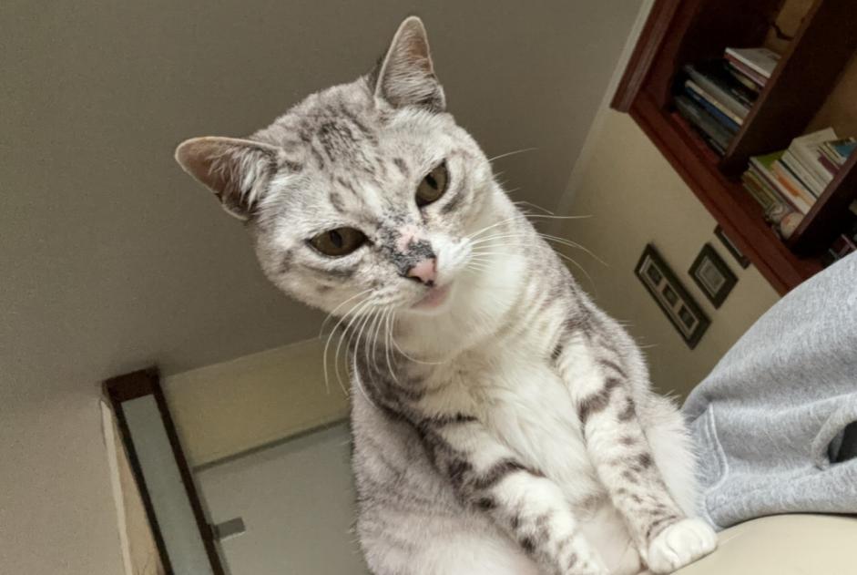 Alerta de Desaparición Gato cruce Hembra , 12 años Gagny Francia Alerta de Desaparición Gato cruce Hembra , 12 años Gagny Francia