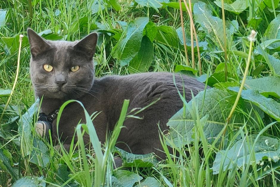 Alerta de Desaparición Gato Macho , 1 años Montreuil Francia