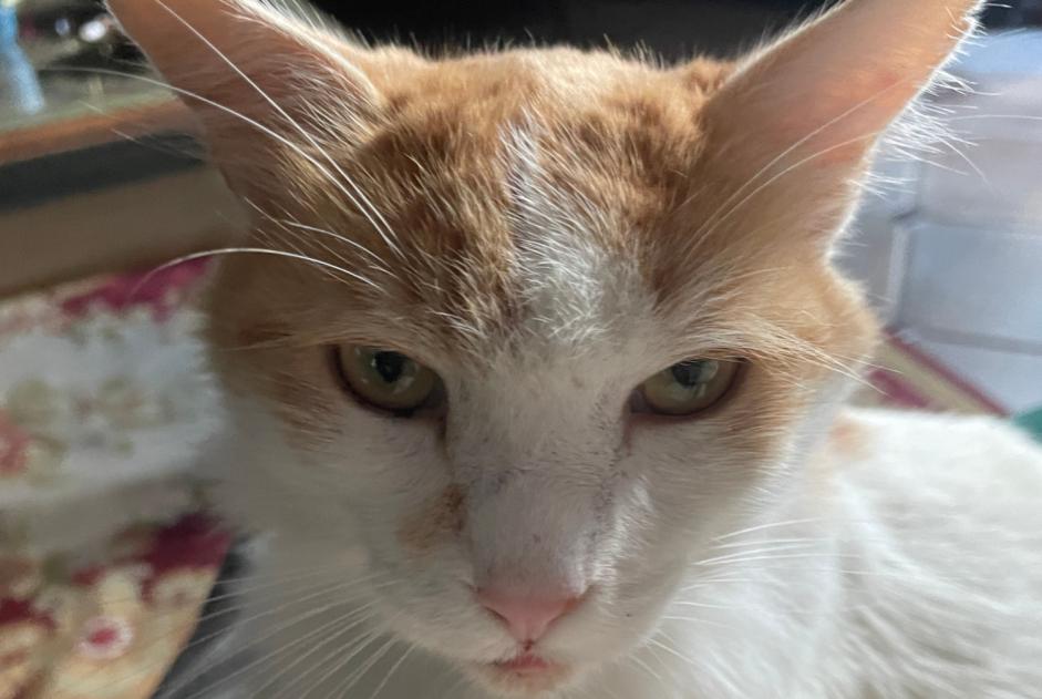 Alerta de Desaparición Gato cruce  Macho , 4 años Neuilly-Plaisance Francia