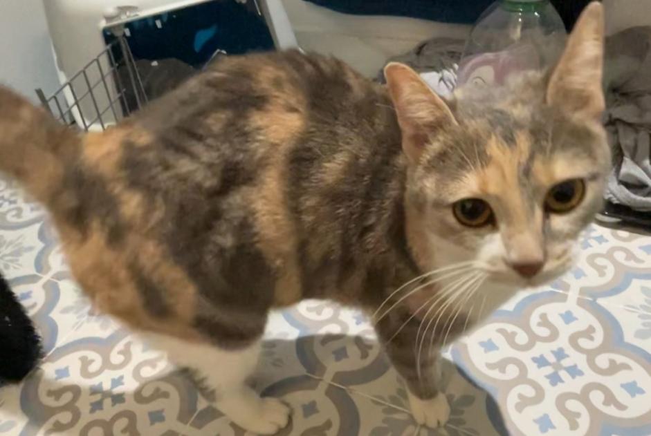 Alerta de Hallazgo Gato Hembra , Entre 9 y 12 meses Noisy-le-Grand Francia