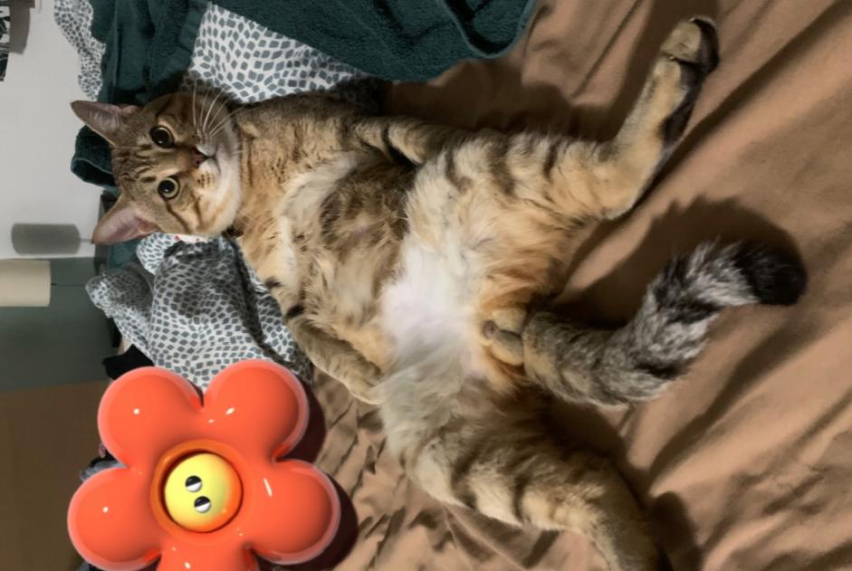Alerte Disparition Chat  Mâle , 1 ans Gagny France