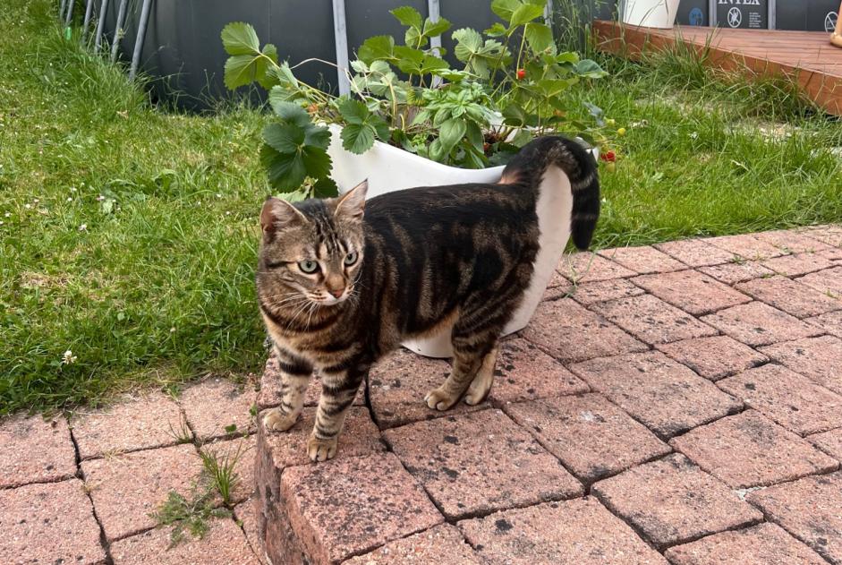 Alerte Découverte Chat Mâle Livry-Gargan France