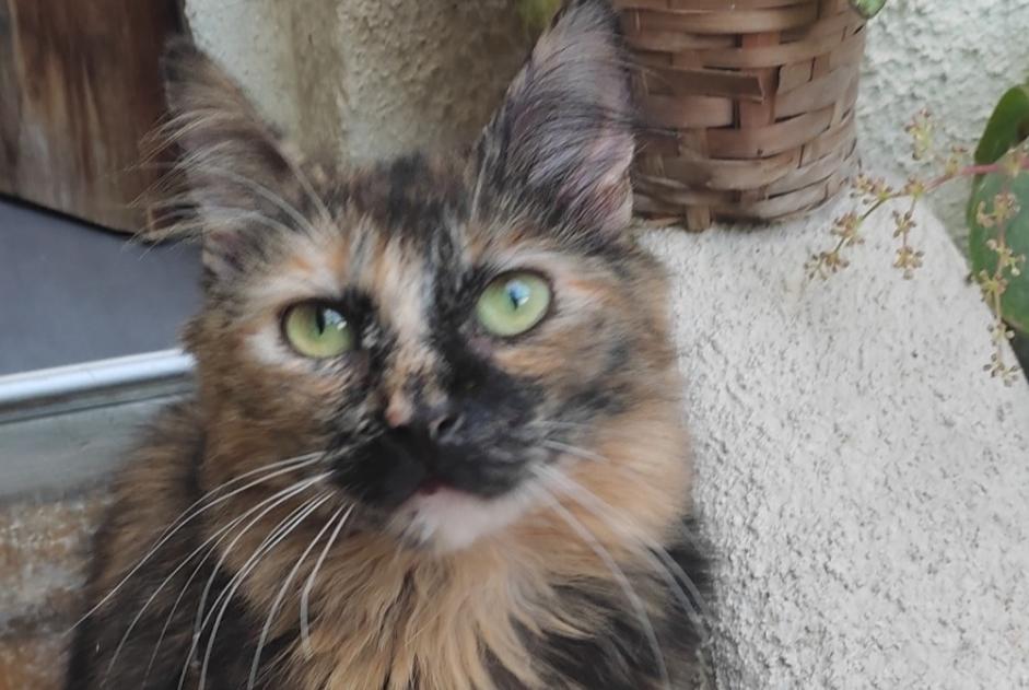 Alerte Disparition Chat Femelle , 1 ans Montreuil France Alerte Disparition Chat Femelle , 1 ans Montreuil France