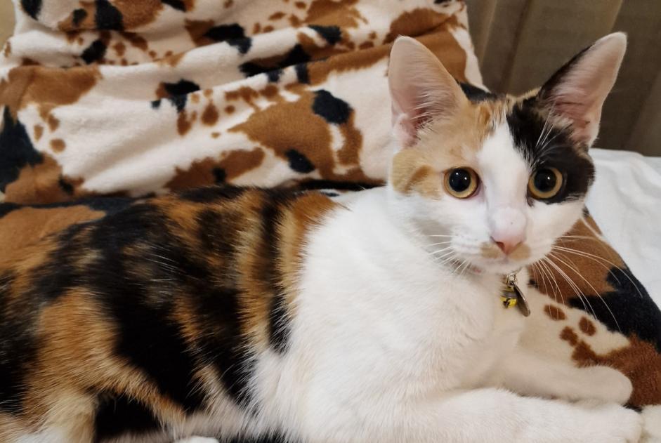 Alerte Disparition Chat  Femelle , 1 ans Montfermeil France
