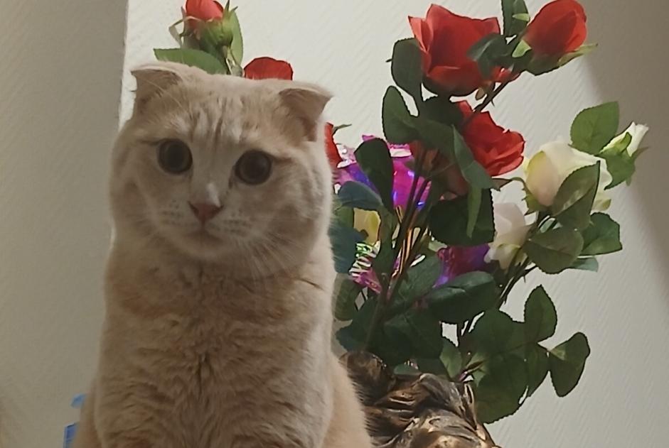 Alerte Disparition Chat  Mâle , 1 ans Saint-Denis France