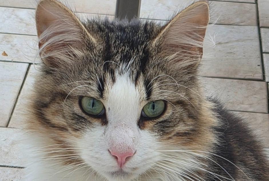 Alerte Découverte Chat Mâle Tremblay-en-France France