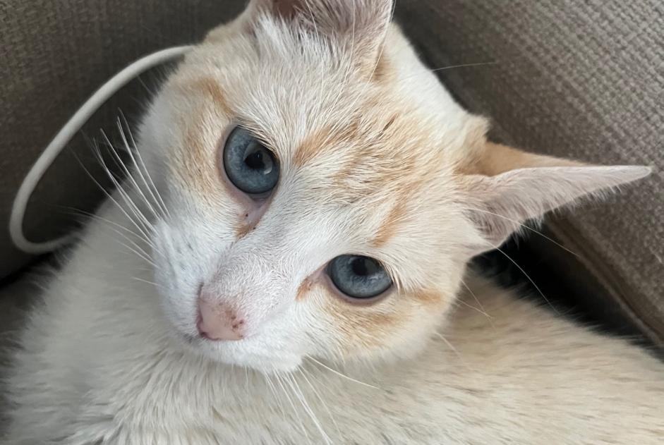 Alerte Découverte Chat Femelle Rosny-sous-Bois France