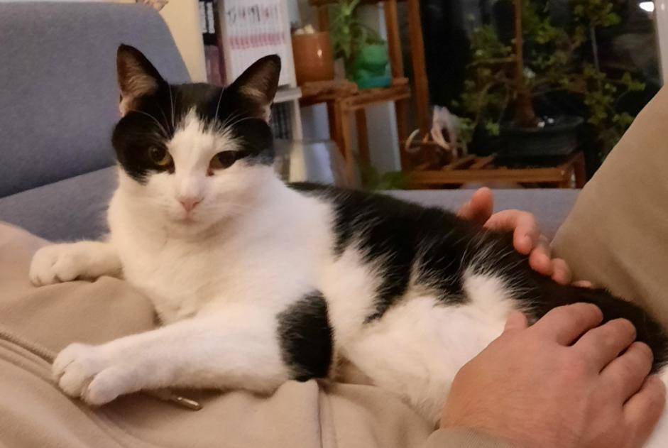 Avviso scomparsa Gatto Maschio , 8 anni Montreuil Francia