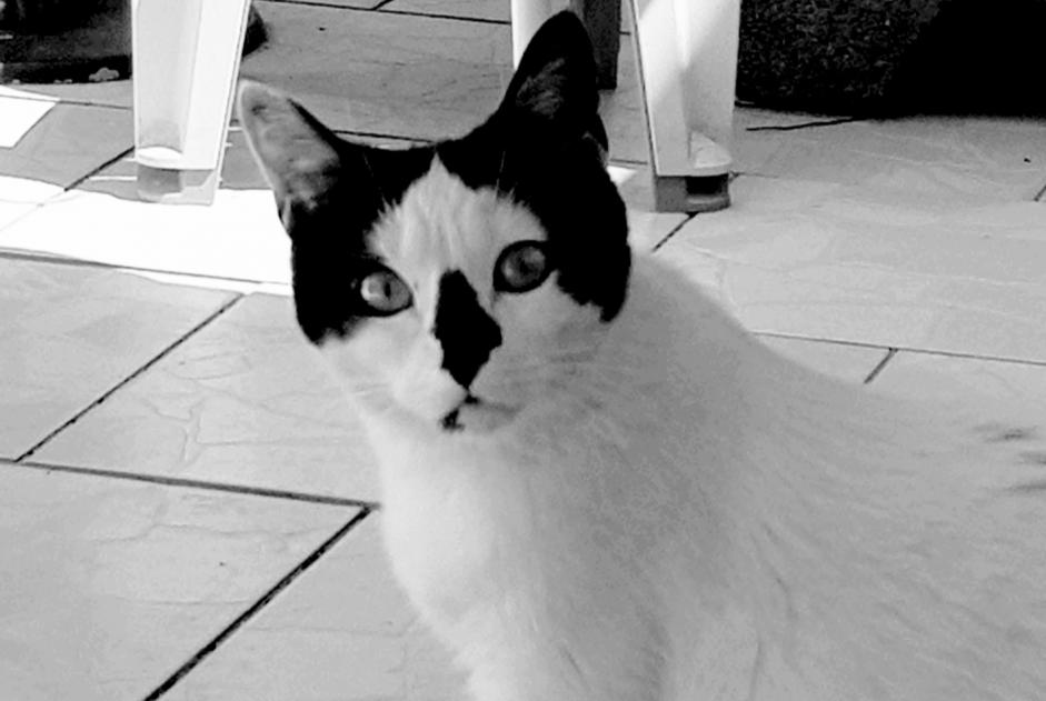 Ontdekkingsalarm Kat Vrouwtje Le Blanc-Mesnil Frankrijk
