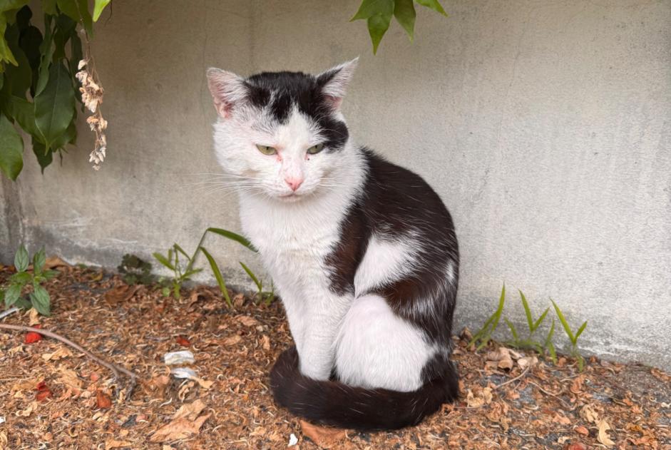 Alerta descoberta Gato Macho Saint-Denis France Alerta descoberta Gato Macho Saint-Denis France