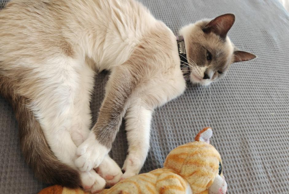 Alerta desaparecimento Gato  Fêmea , 2 anos Neuilly-Plaisance France