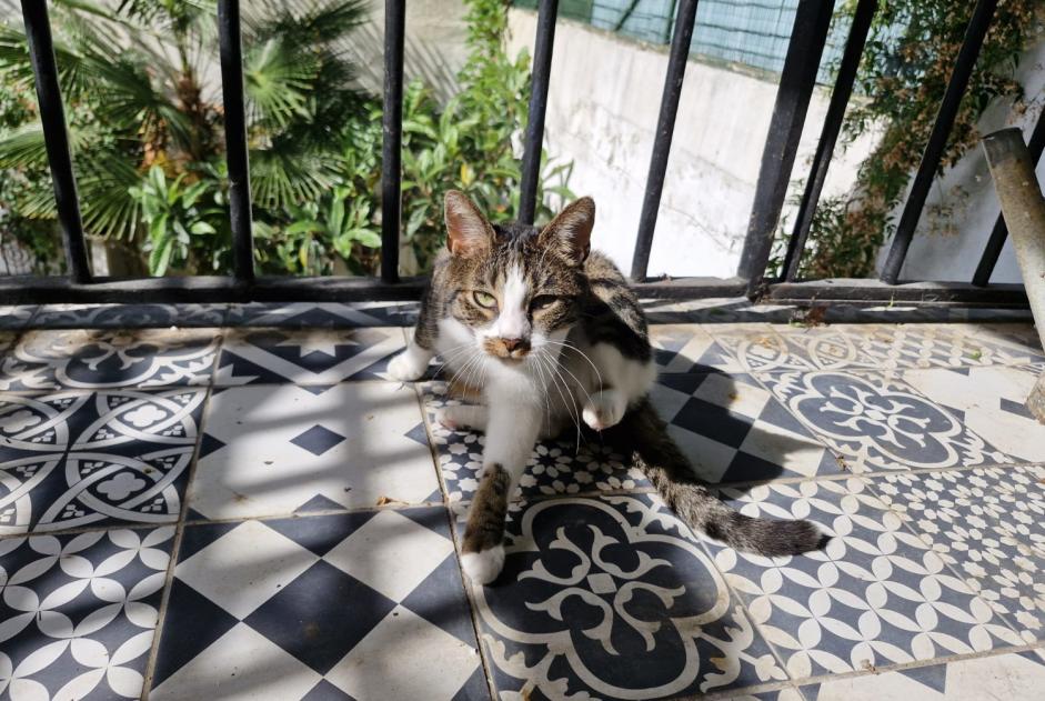Alerta desaparecimento Gato cruzamento Fêmea , 5 anos Noisy-le-Sec France Alerta desaparecimento Gato cruzamento Fêmea , 5 anos Noisy-le-Sec France