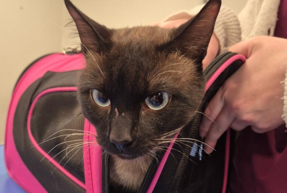 Alerta descoberta Gato  Macho , 3 anos Tremblay-en-France France