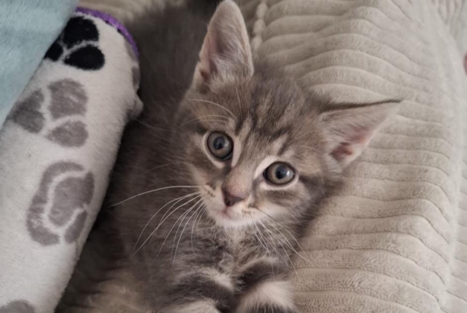 Alerta desaparecimento Gato cruzamento  Macho , 0 anos Saint-Denis France