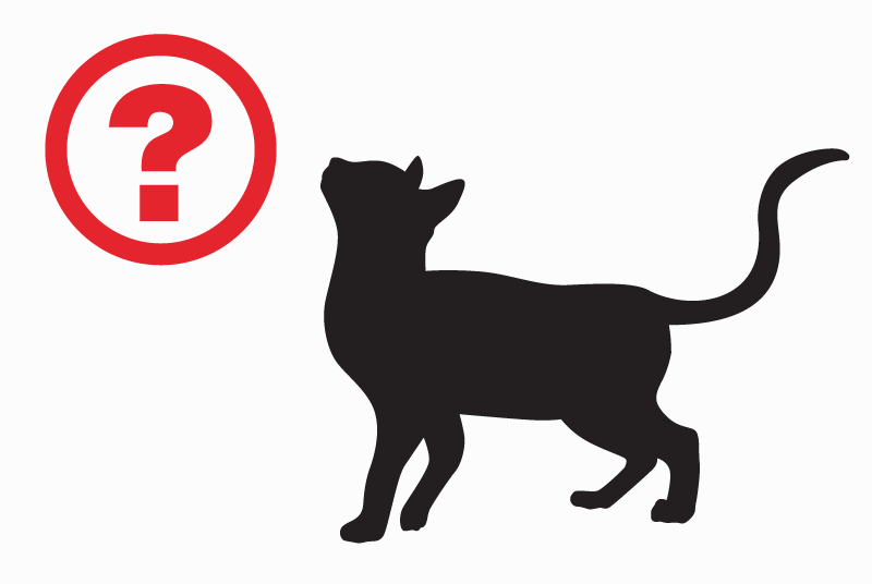 Discovery alert Cat Unknown Bobigny France